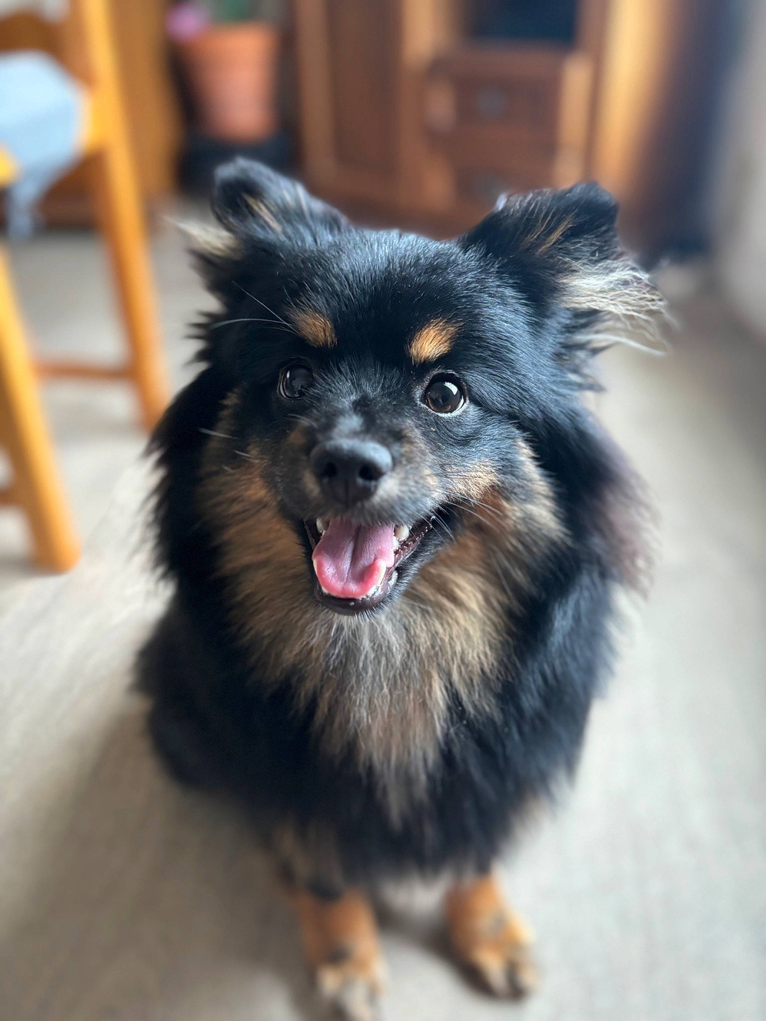 ümy a rejoint le concours — aidez-le/la à gagner de superbes lots ! ancient_dog_breeds, canidae, carnivore, companion_dog, dog, dog_breed, fur, non_sporting_group, snout, sporting_group, toy_dog, working_animal, working_dog