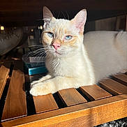 Upsy a rejoint le concours — aidez-le/la à gagner de superbes lots ! abyssinian, animal, box, cat, clothing, crate, drawer, footwear, furniture, hardwood, kitten, lumber, manx, pet, plywood, shelf, shoe, siamese, stainedwood, wood