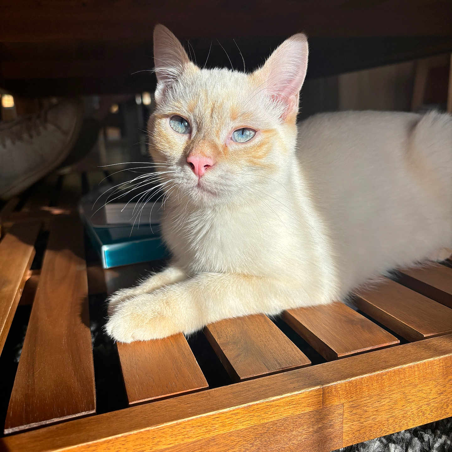 Upsy a rejoint le concours — aidez-le/la à gagner de superbes lots ! abyssinian, animal, box, cat, clothing, crate, drawer, footwear, furniture, hardwood, kitten, lumber, manx, pet, plywood, shelf, shoe, siamese, stainedwood, wood