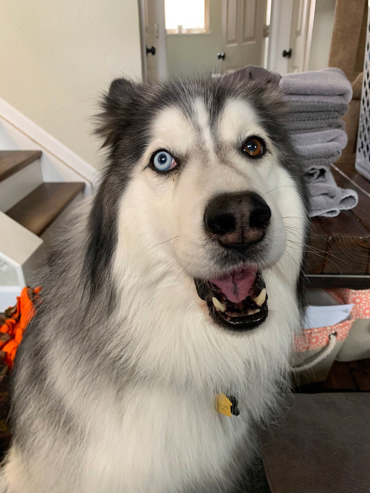 Saber is registered to the contest to win money with this photo: alaskan_malamute, canadian_eskimo_dog, canidae, carnivore, dog, dog_breed, eye, head, mammal, miniature_siberian_husky, native_american_indian_dog, northern_inuit_dog, nose, sakhalin_husky, siberian_husky, sled_dog, snout, vertebrate, wolfdog, working_dog