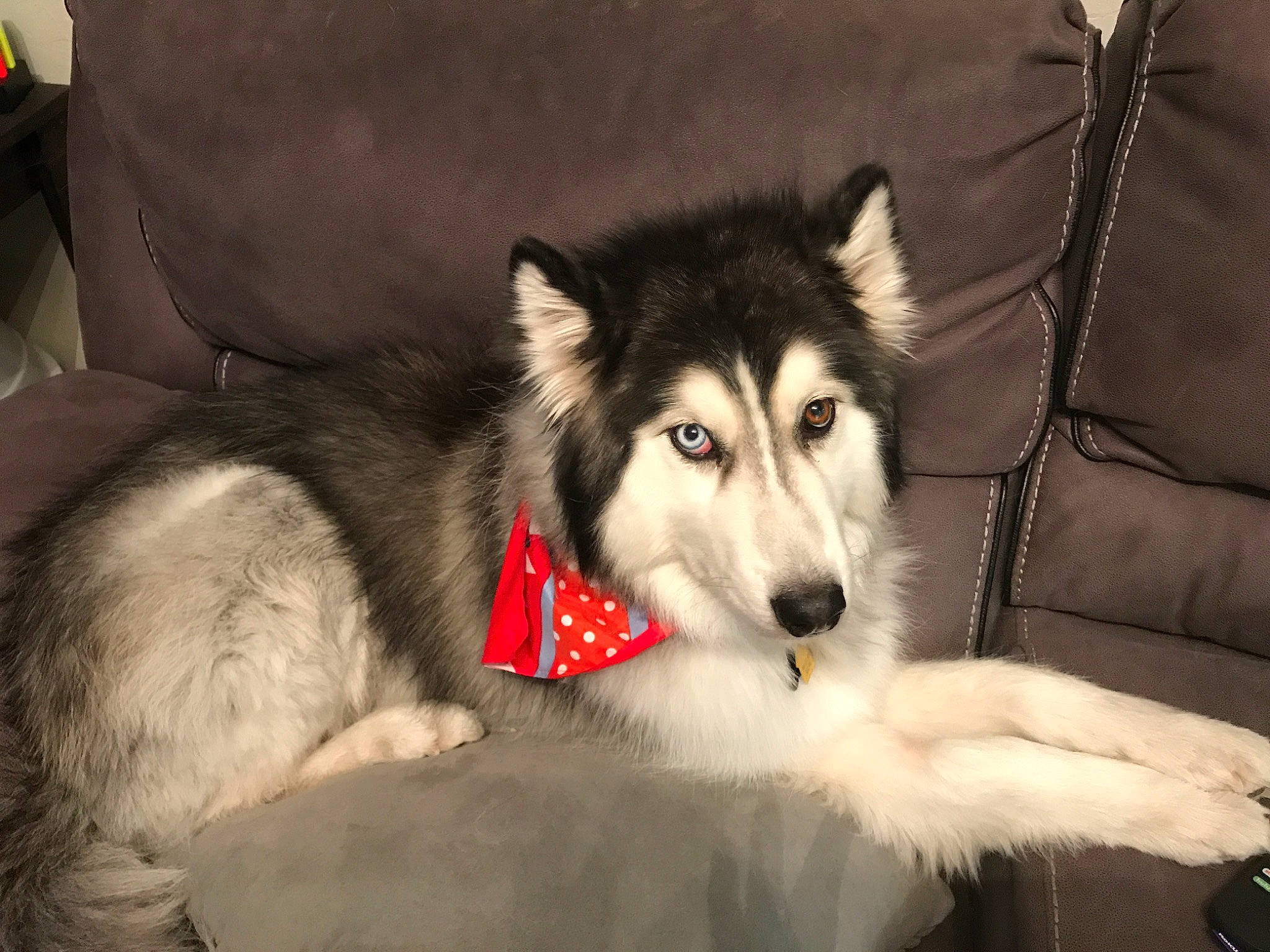 Saber joined the competition — help win amazing prizes! alaskan_klee_kai, alaskan_malamute, canadian_eskimo_dog, canidae, carnivore, dog, dog_breed, mammal, miniature_siberian_husky, native_american_indian_dog, northern_inuit_dog, sakhalin_husky, seppala_siberian_sleddog, siberian_husky, sled_dog, snout, tamaskan_dog, utonagan, vertebrate, wolfdog