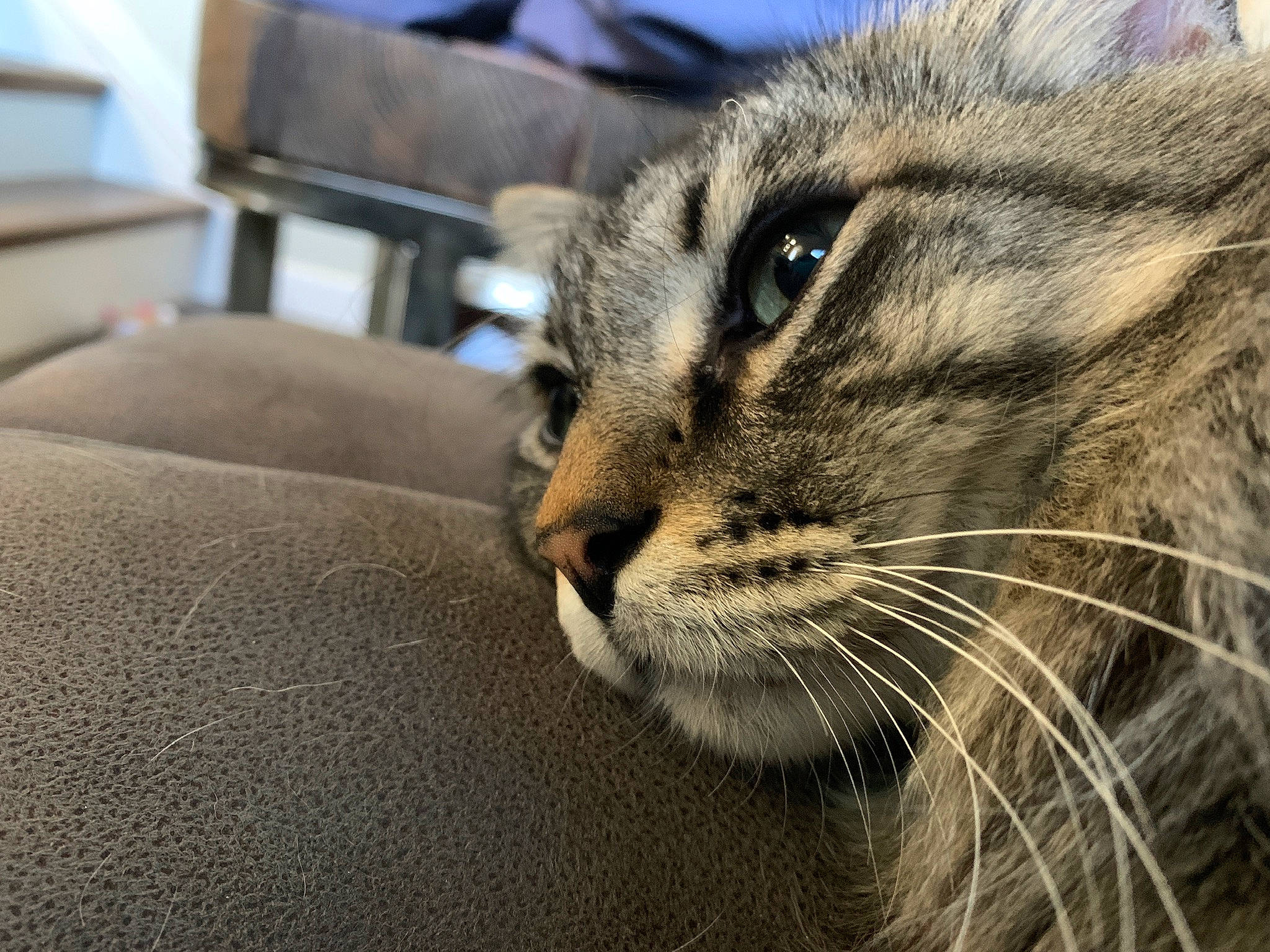 Wygu is registered to the contest to win money with this photo: aegean_cat, american_curl, american_shorthair, asian, carnivore, cat, close_up, domestic_short_haired_cat, dragon_li, european_shorthair, eye, felidae, fur, mammal, nose, small_to_medium_sized_cats, snout, tabby_cat, whiskers, wild_cat