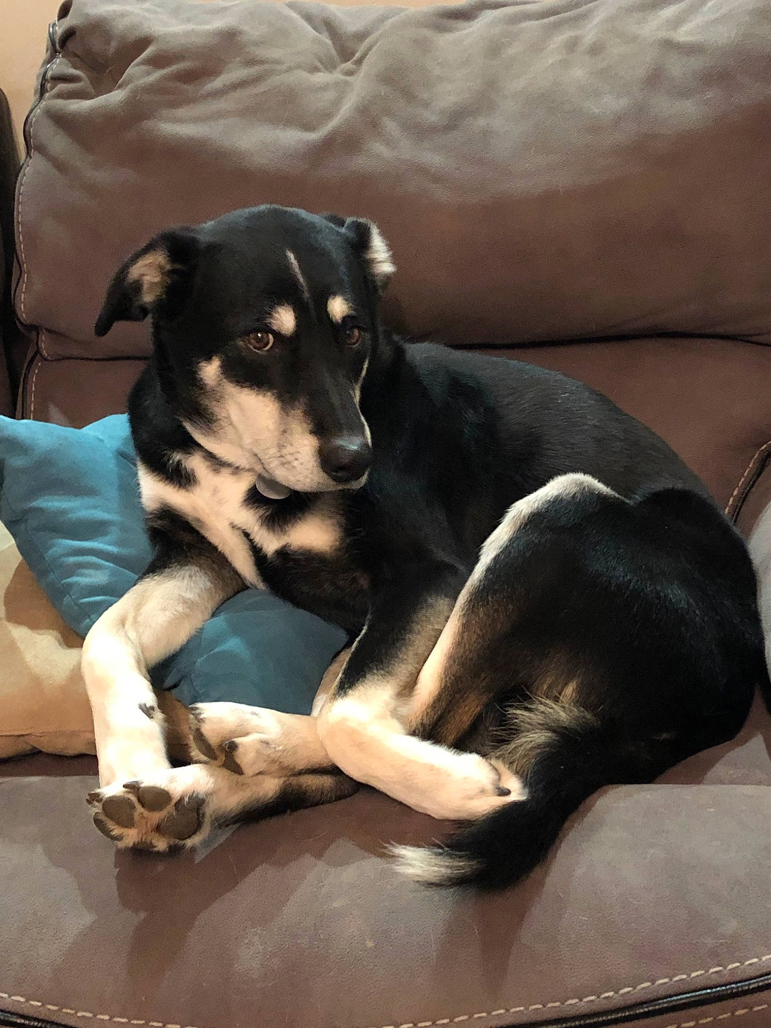 Boe joined the competition — help win amazing prizes! canidae, carnivore, companion_dog, dog, dog_breed, huntaway, snout, sporting_group, street_dog