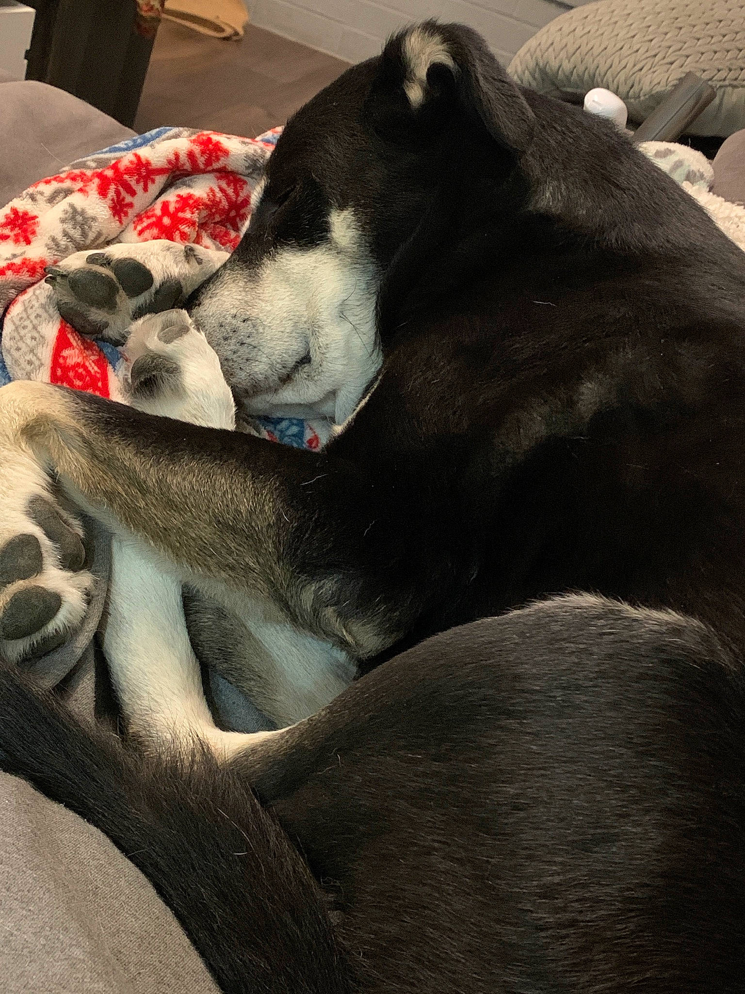 Boe is registered to the contest to win money with this photo: canidae, carnivore, comfort, dog, dog_breed, great_dane, mammal, nap, non_sporting_group, sleep, snout, sporting_group, whiskers