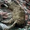 bed, bedding, blanket, cat, cozy, domestic_cat, floral_pattern, fur, head, indoor, nap, paw_pads, paws, pet, relaxed, sleeping, soft, stretched_out, tabby, whiskers