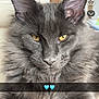 cat, kitten, gray_cat, fluffy, yellow_eyes, whiskers, ears, fur, portrait, close_up, indoor, sofa, home, snapchat_ui, emoji_overlay, screenshot, pet, cute, feline, groomed