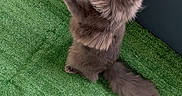 Aiko participe au concours pour gagner de l'argent avec cette photo : artificial_grass, cat, cute, fluffy_cat, focused, golden_eyes, grey_cat, indoor, long_fur, looking_up, motion, paws, pet, playing, red_ribbon, standing, tail, toy, vertical_photo, whiskers