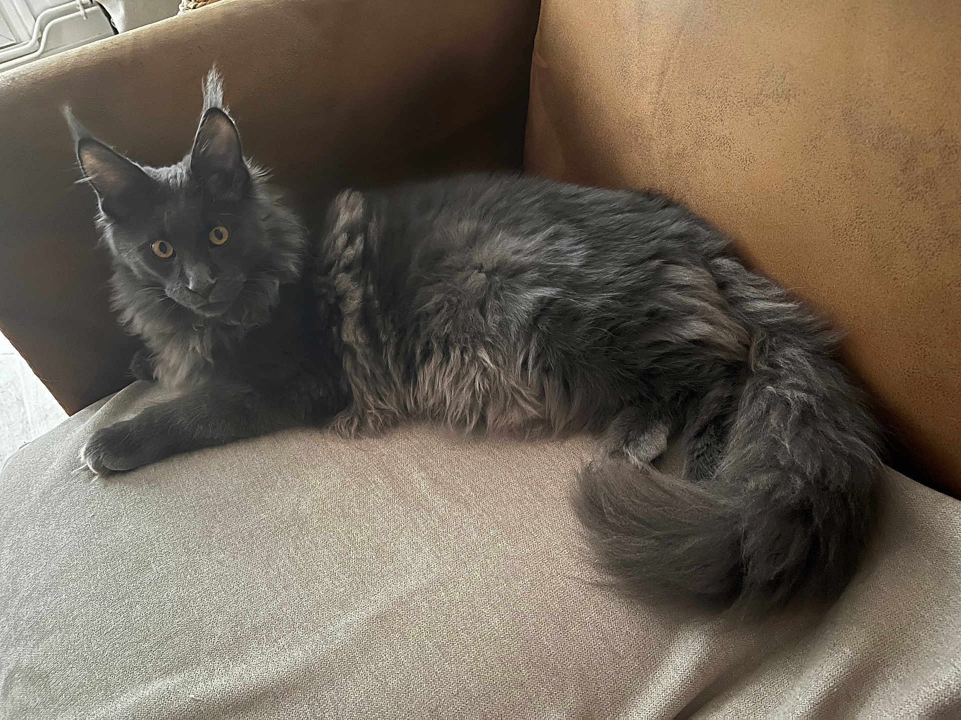 Aiko a rejoint le concours — aidez-le/la à gagner de superbes lots ! cat, longhair_cat, gray_cat, pet, indoor, sofa, couch, fur, furry_tail, yellow_eyes, whiskers, ears, paws, lying_down, lounging, cozy, domestic_cat, portrait, relaxed, home_interior