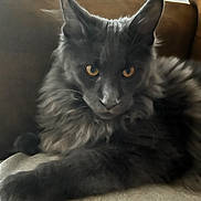 Aiko a rejoint le concours — aidez-le/la à gagner de superbes lots ! cat, feline, pet, long_fur, grey_cat, golden_eyes, whiskers, paw, sofa, couch, indoor, portrait, close_up, relaxed, fluffy, fur, muzzle, ears, nose, lounging