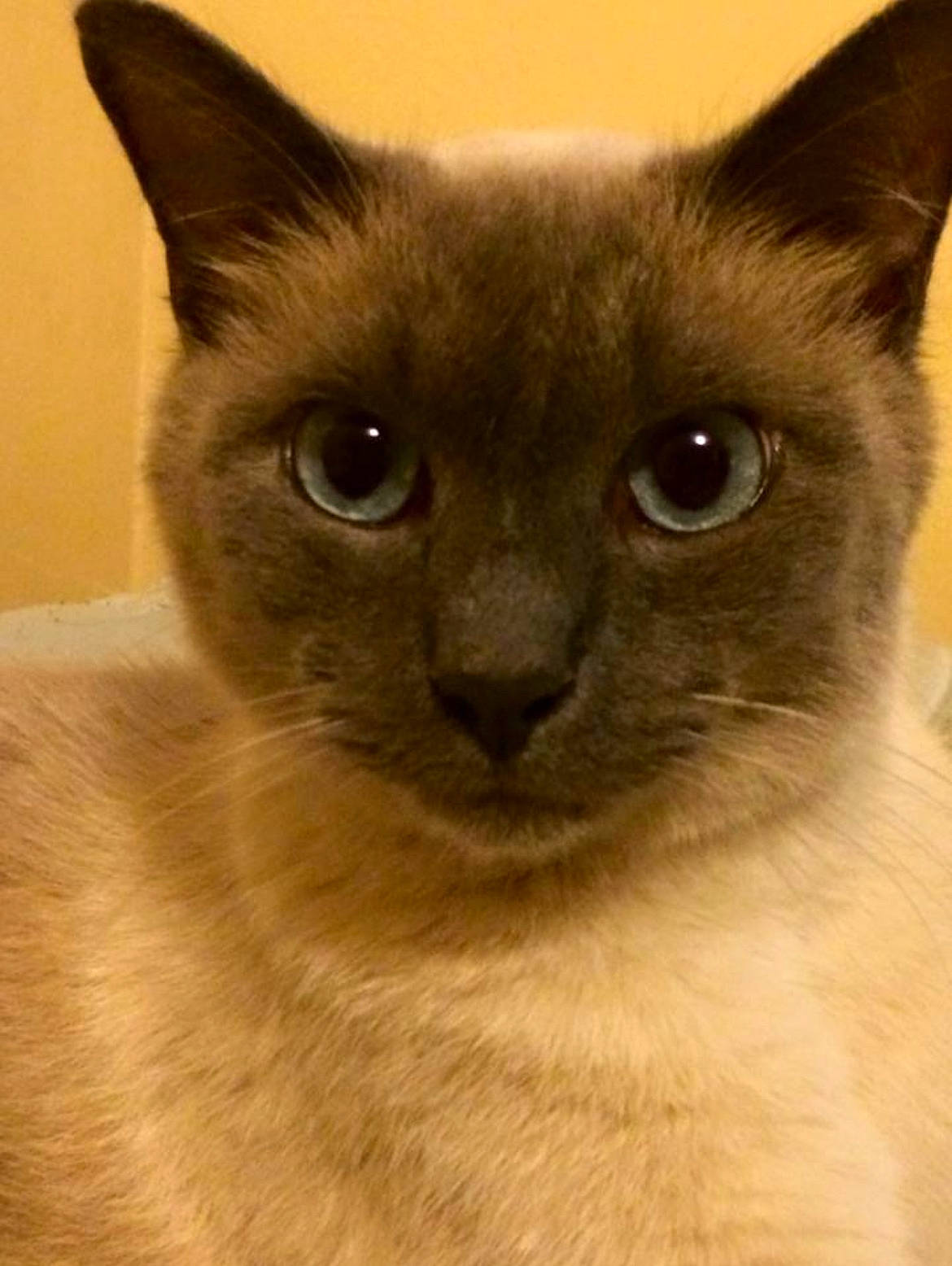 Krueger joined the competition — help win amazing prizes! balinese, carnivore, cat, close_up, fawn, felidae, fur, iris, siamese, small_to_medium_sized_cats, snout, terrestrial_animal, whiskers