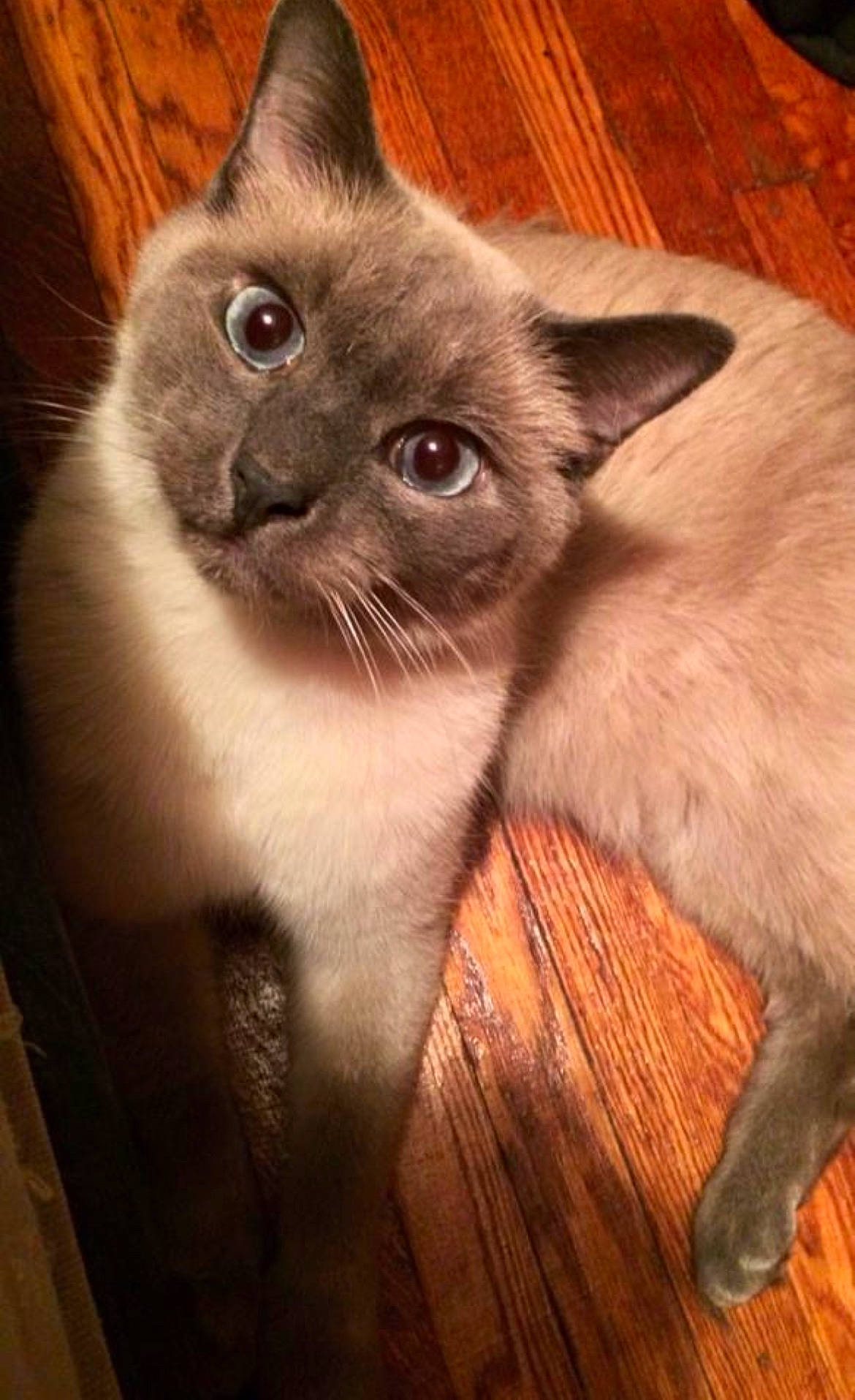 Krueger joined the competition — help win amazing prizes! box, carnivore, cat, comfort, domestic_short_haired_cat, fawn, felidae, fur, hardwood, iris, siamese, small_to_medium_sized_cats, snout, terrestrial_animal, thai, varnish, whiskers, wood