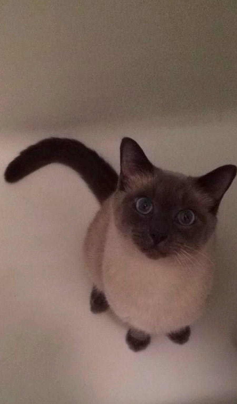 Krueger joined the competition — help win amazing prizes! balinese, carnivore, cat, domestic_short_haired_cat, fawn, felidae, fur, siamese, small_to_medium_sized_cats, snout, tail, terrestrial_animal, whiskers