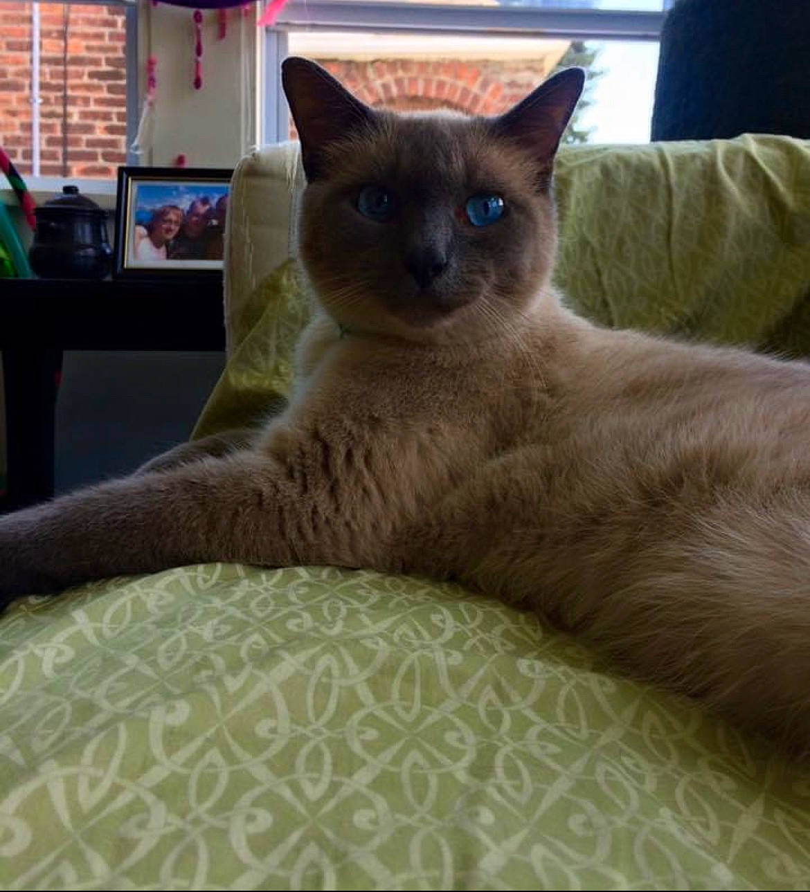 Krueger joined the competition — help win amazing prizes! balinese, carnivore, cat, cat_supply, claw, comfort, domestic_short_haired_cat, fawn, felidae, fur, liver, paw, siamese, small_to_medium_sized_cats, snout, tail, terrestrial_animal, whiskers