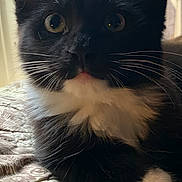 Hagrid joined the competition — help win amazing prizes! cat, kitten, black_and_white, tuxedo_cat, whiskers, close_up, pet, animal, feline, indoor, quilt, patterned, curious, eyes, fur, resting, soft_light, portrait, cute, young