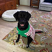 Chubby is registered to the contest to win money with this photo: dog, black_dog, sweater, christmas, holiday, indoor, rug, furniture, armchair, dog_bed, wooden_cabinet, floor, pet, smiling, decor, living_room, seated, canine, cozy, text_overlay