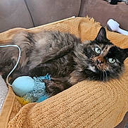 Princess joined the competition — help win amazing prizes! cat, tortoiseshell_cat, pet, animal, toy, blanket, couch, fur, whiskers, green_eyes, indoor, cozy, relaxed, grooming_brush, feline, curious, laying_down, soft_texture, home, domestic