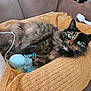 cat, tortoiseshell_cat, pet, animal, toy, blanket, couch, fur, whiskers, green_eyes, indoor, cozy, relaxed, grooming_brush, feline, curious, laying_down, soft_texture, home, domestic