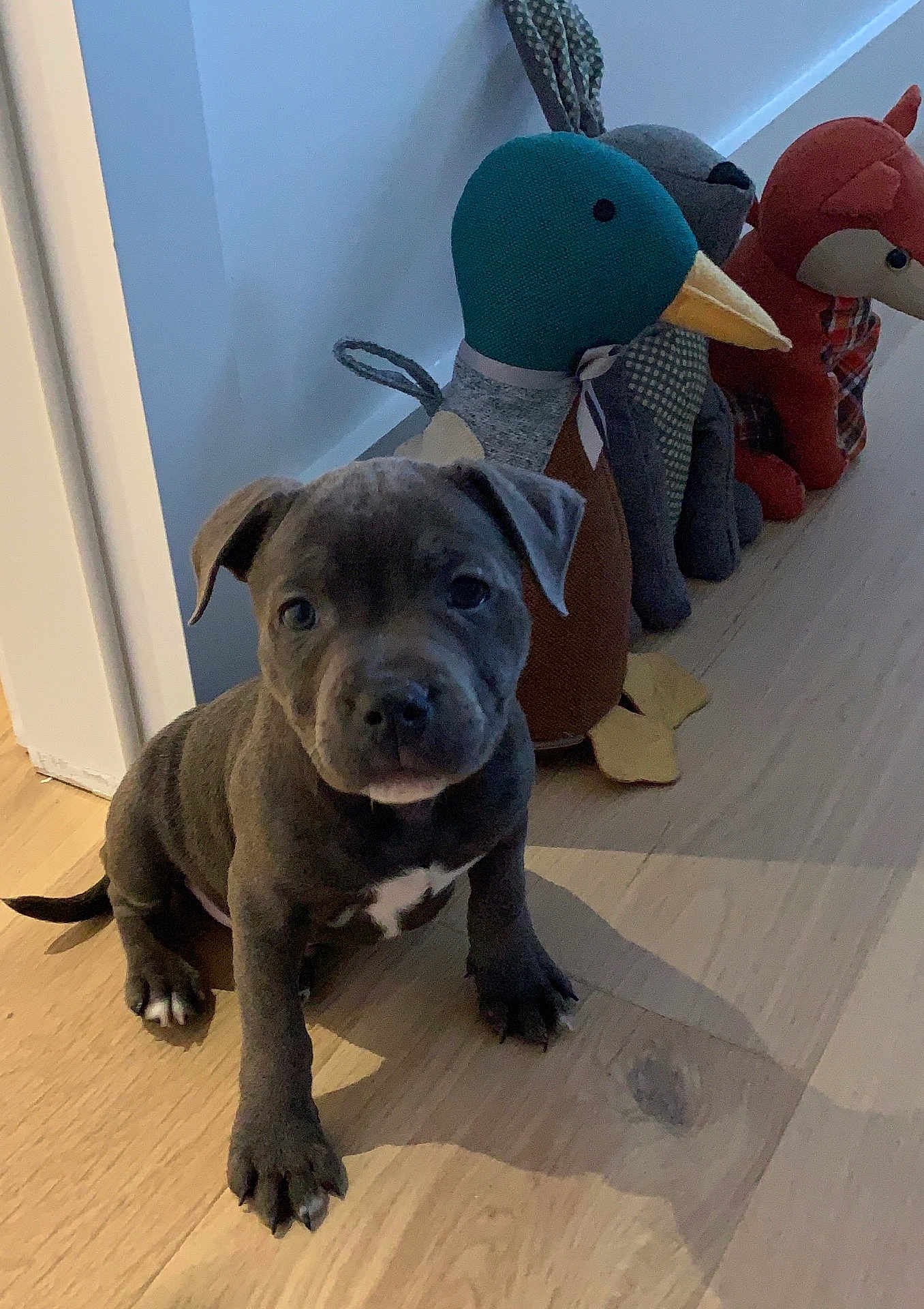 Gus joined the competition — help win amazing prizes! animal, black, brown, cute, dog, floor, home, indoor, looking, pet, plush_toys, puppy, sitting, stuffed_animals, toy_bear, toy_duck, toy_fox, white_spot, wooden_floor, young