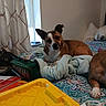 animal, bag, bed, bedding, bedroom, blanket, books, brown_and_white, clutter, curtains, dog, dogs, home, indoor, pet, pillow, relaxed, sitting, tray, window