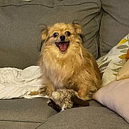 Kylie is registered to the contest to win money with this photo: animal, blanket, companion, couch, cozy, cute, dog, domestic, fluffy, fur, happy, home, indoor, living_room, pet, pillow, relaxed, sitting, smiling, toy