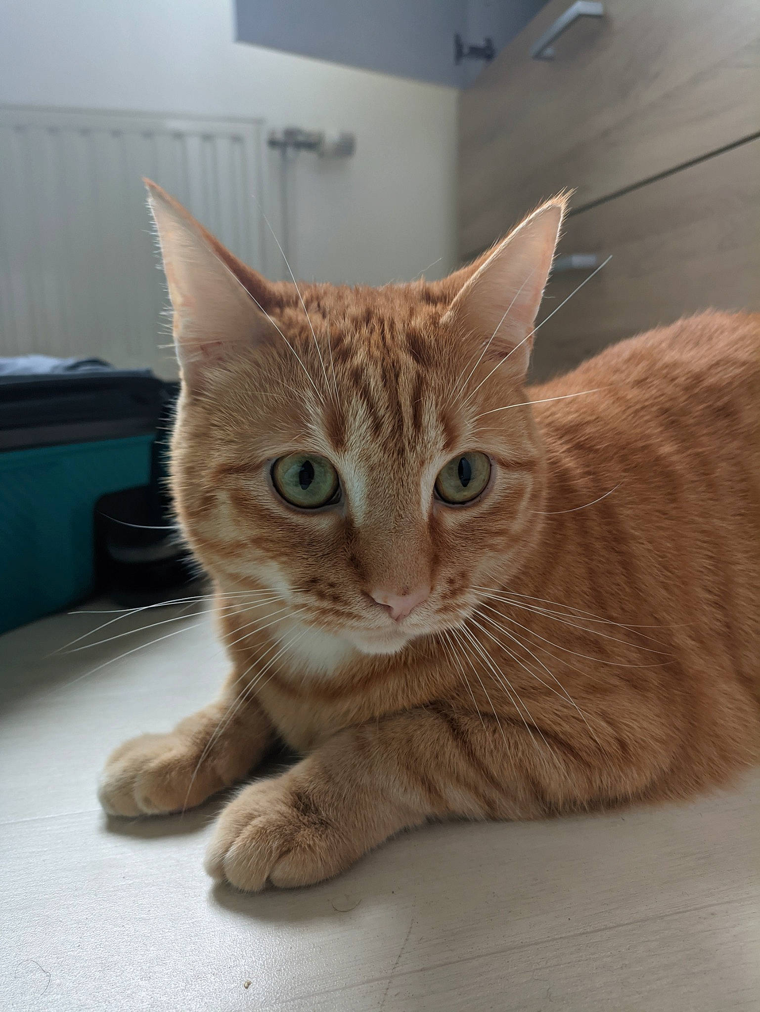 Aslan a rejoint le concours — aidez-le/la à gagner de superbes lots ! carnivore, cat, cat_supply, claw, comfort, domestic_short_haired_cat, eye, fawn, felidae, flooring, fur, head, paw, pet_supply, sitting, small_to_medium_sized_cats, snout, tail, whiskers, wood