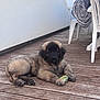 animal, black_face, brown_fur, cute, dog, domestic_animal, fur, home, lying_down, outdoor, pet, plastic_chair, puppy, relaxed, table, tablecloth, toy, window, wooden_deck, young_dog