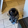 Apéro participe au concours pour gagner de l'argent avec cette photo : adorable, animal, black, brown, cabinet, cute, dog, domestic, floor, fur, home, indoor, kitchen, pet, puppy, sitting, small, tile, tongue, young