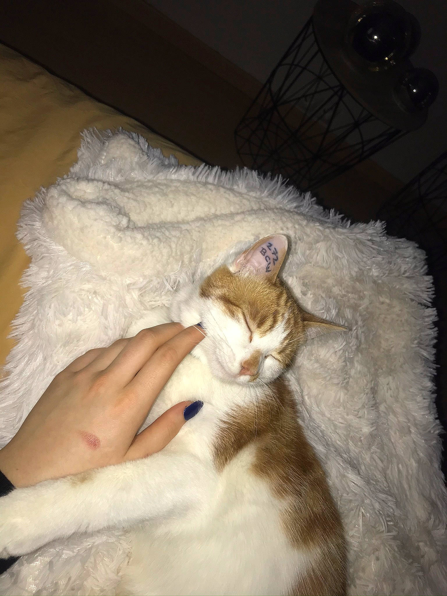 Balou participe au concours pour gagner de l'argent avec cette photo : aegean_cat, asian, burmilla, carnivore, cat, colorpoint_shorthair, cornish_rex, fawn, felidae, fur, kitten, ragdoll, singapura, small_to_medium_sized_cats, tail, turkish_angora, turkish_van, whiskers