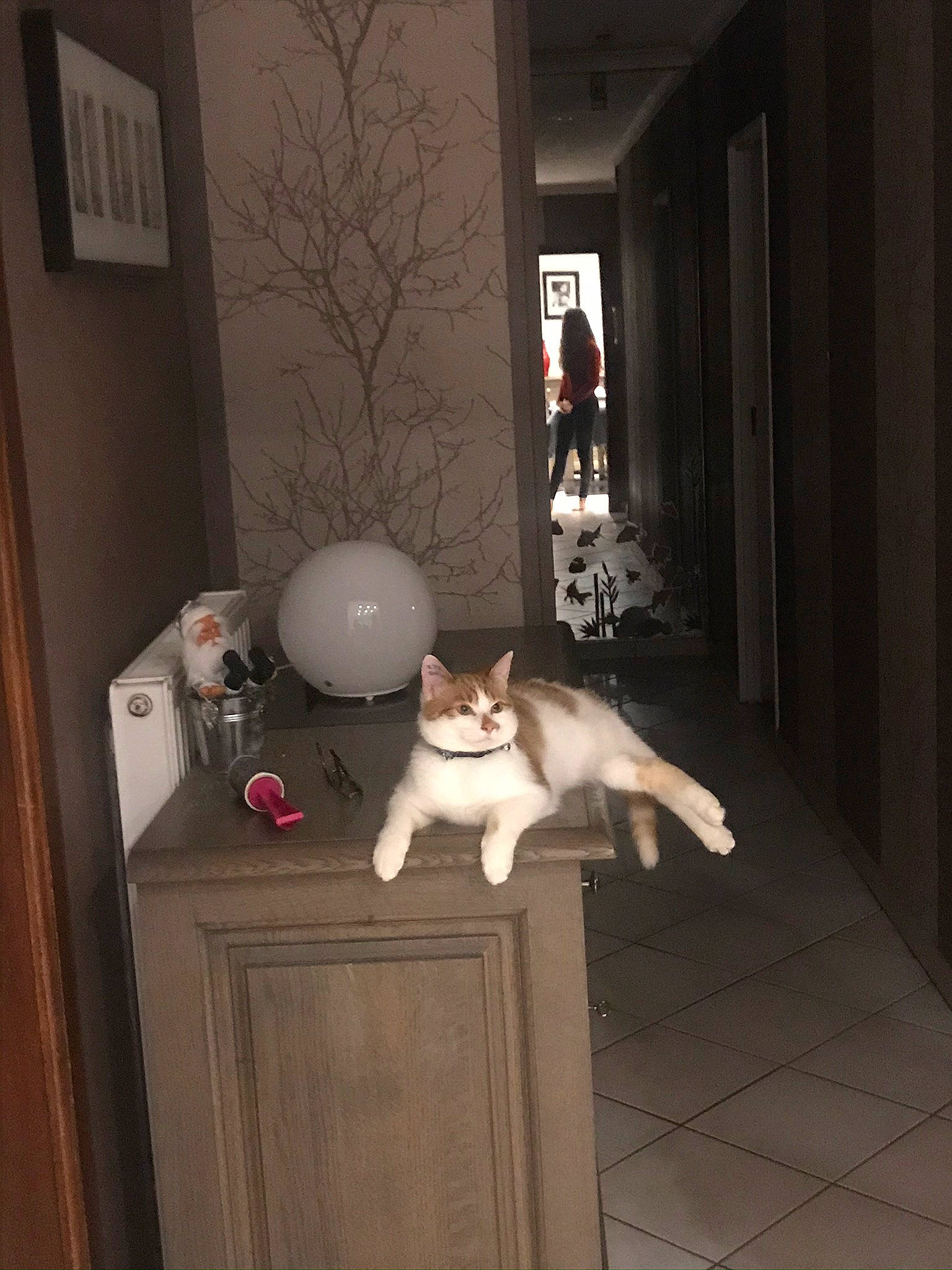 Balou a rejoint le concours — aidez-le/la à gagner de superbes lots ! carnivore, cat, domestic_short_haired_cat, door, fawn, felidae, floor, hardwood, polydactyl_cat, room, small_to_medium_sized_cats, tail, whiskers, window, wood