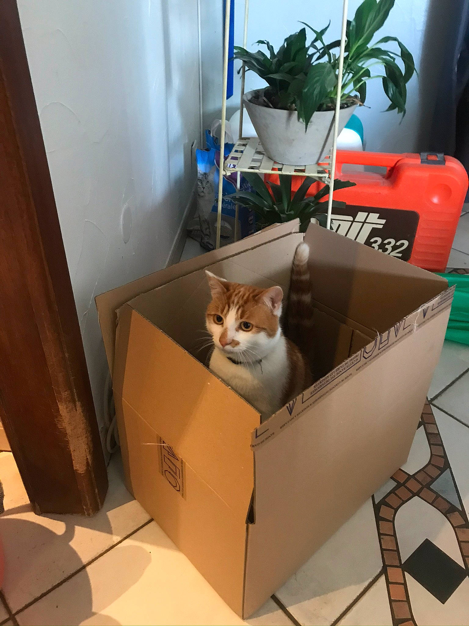 Balou a rejoint le concours — aidez-le/la à gagner de superbes lots ! aegean_cat, asian, box, cardboard, carnivore, carton, cat, domestic_short_haired_cat, european_shorthair, felidae, kitten, packaging_and_labeling, small_to_medium_sized_cats, whiskers