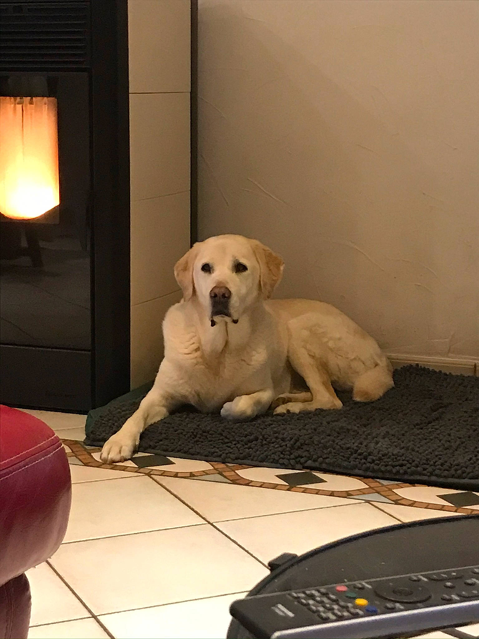 Exia a rejoint le concours — aidez-le/la à gagner de superbes lots ! canidae, carnivore, companion_dog, dog, dog_breed, fawn, floor, golden_retriever, labrador_retriever, mammal, paw, puppy, retriever, snout, sporting_group