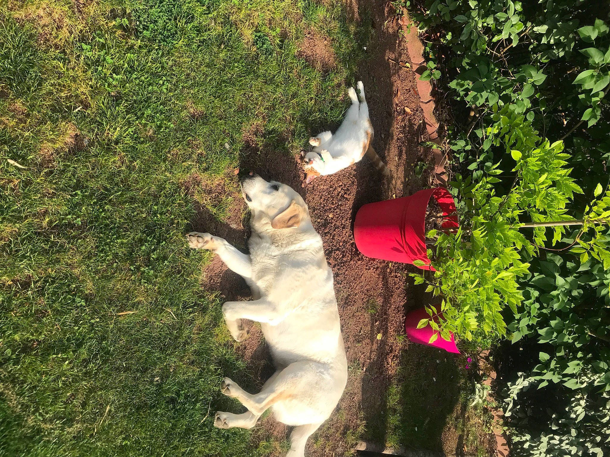 Exia a rejoint le concours — aidez-le/la à gagner de superbes lots ! canidae, fawn, garden, grass, leaf, plant, shrub, sunlight, tail, tree