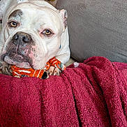 Scooby is registered to the contest to win money with this photo: bulldog, dog, pet, indoor, blanket, plush_toy, resting, cozy, relaxed, white_dog, animal, fur, cute, home, carpet, face, paw, closeup, sleepy, companion