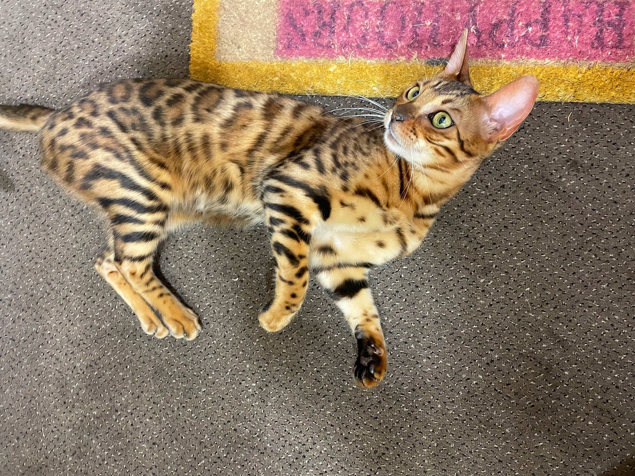 Tallinn participe au concours pour gagner de l'argent avec cette photo : bengal, carnivore, cat, claw, domestic_short_haired_cat, eye, fawn, felidae, flooring, fur, paw, small_to_medium_sized_cats, snout, tail, terrestrial_animal, whiskers, wildlife, wood