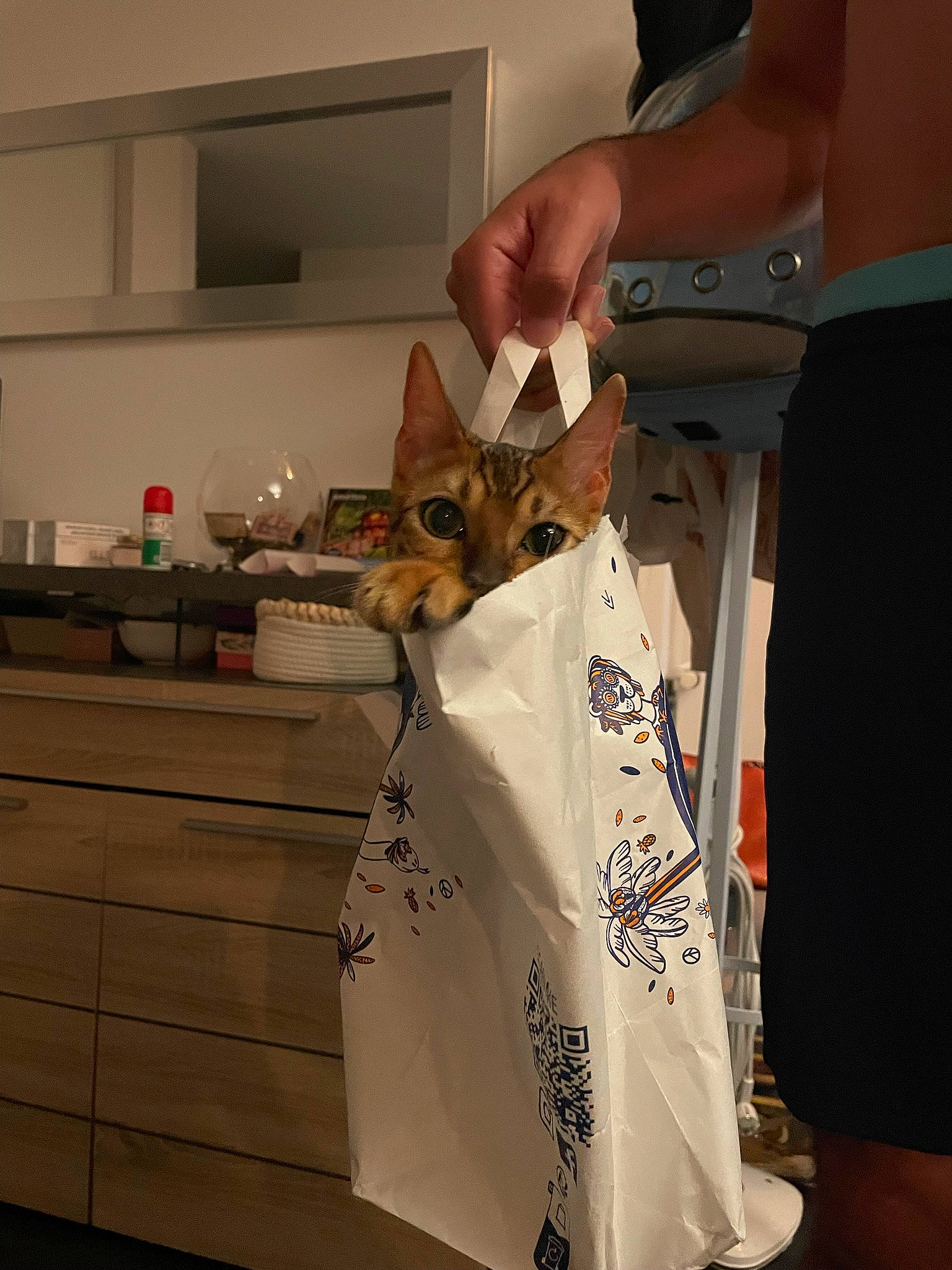 Tallinn a rejoint le concours — aidez-le/la à gagner de superbes lots ! cabinetry, carnivore, cat, drawer, fawn, felidae, font, fur, human_leg, kitchen_appliance, linens, room, small_to_medium_sized_cats, whiskers, wood