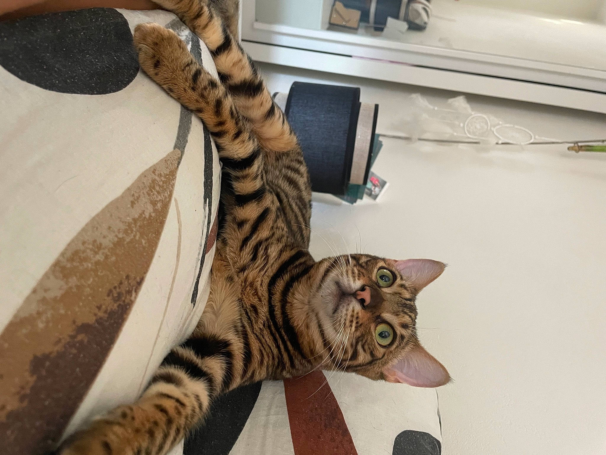 Tokyo participe au concours pour gagner de l'argent avec cette photo : art, carnivore, cat, domestic_short_haired_cat, felidae, fish, fur, metal, pattern, room, small_to_medium_sized_cats, snout, tail, terrestrial_animal, visual_arts, whiskers, wildlife, window, wood