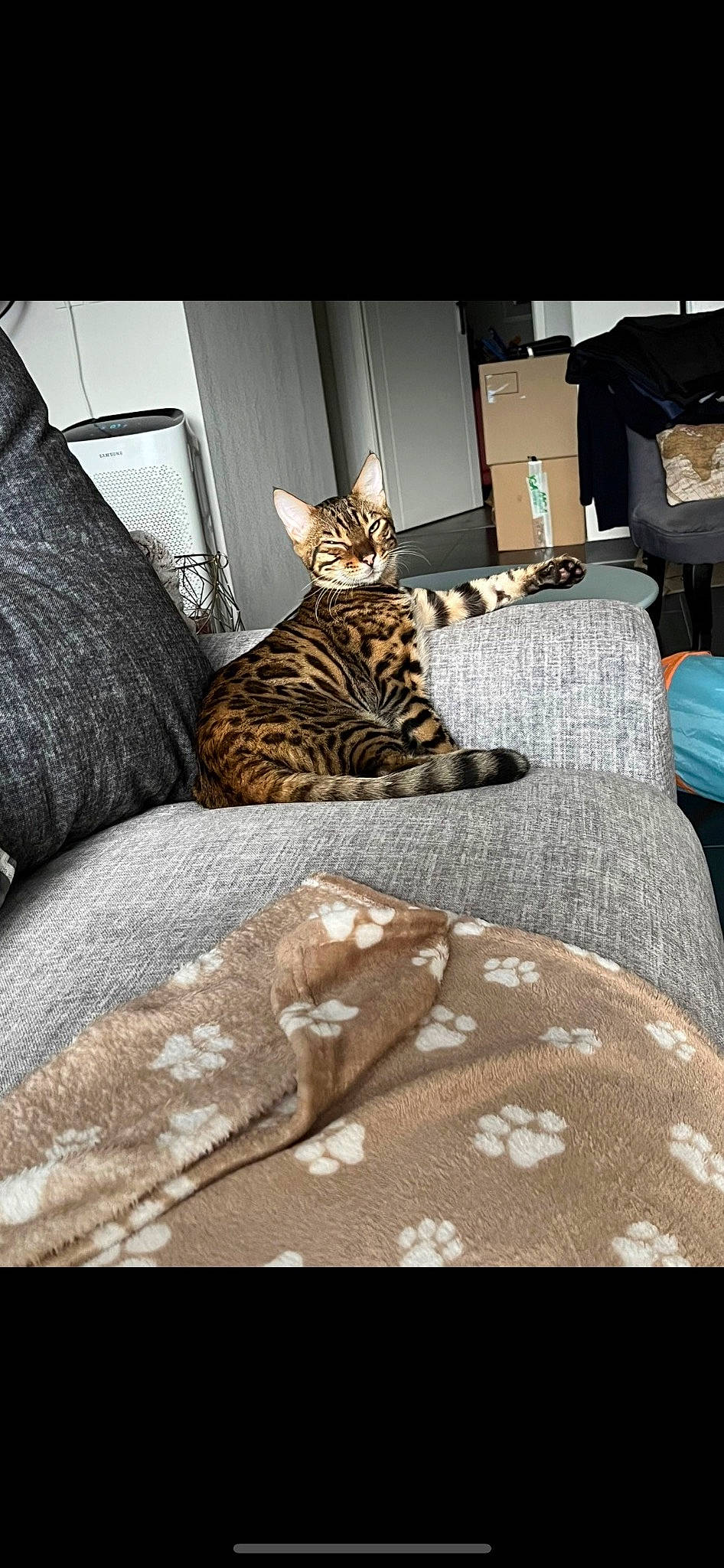 Tokyo a rejoint le concours — aidez-le/la à gagner de superbes lots ! bed, bed_sheet, bedding, bedroom, carnivore, cat, comfort, felidae, fur, grey, hardwood, interior_design, lamp, linens, room, small_to_medium_sized_cats, terrestrial_animal, textile, whiskers, wood