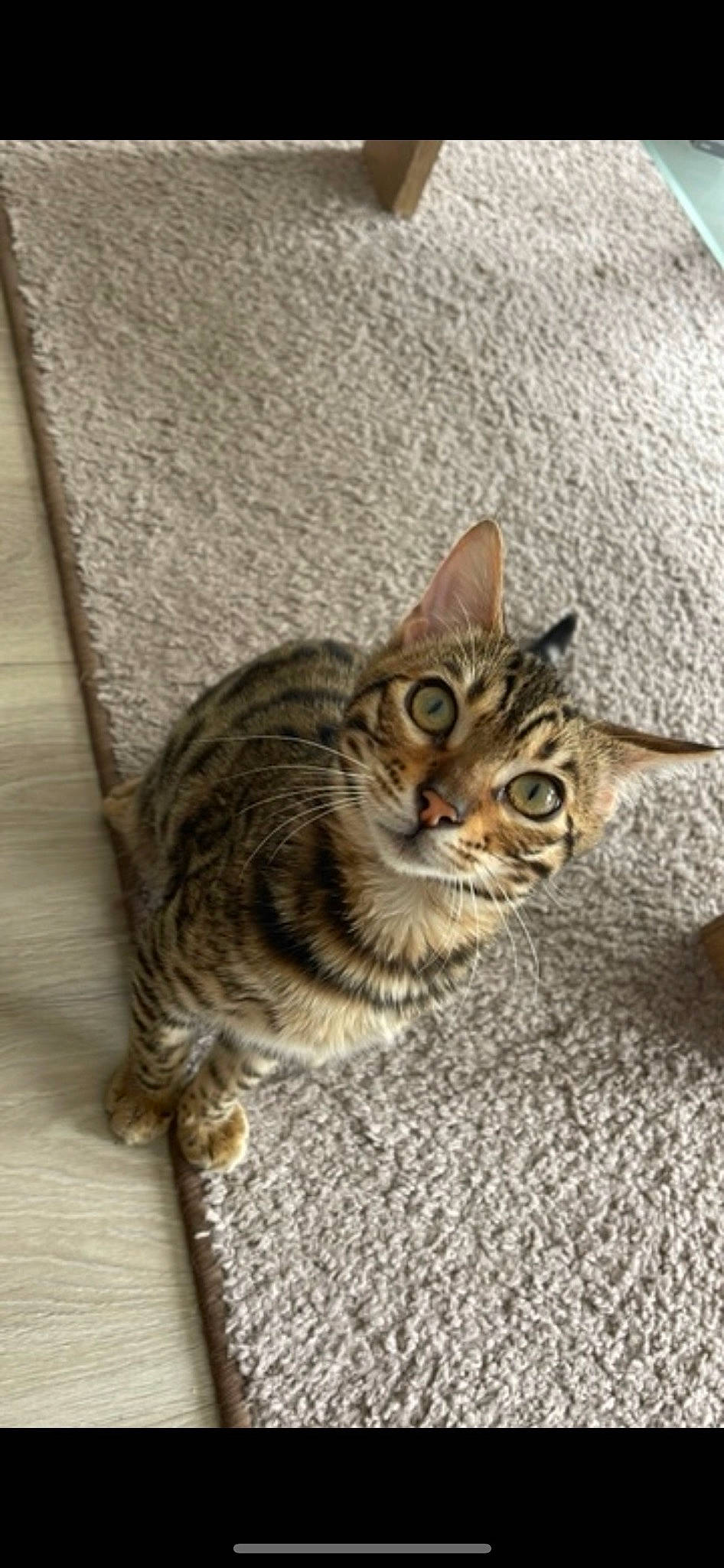 Tokyo participe au concours pour gagner de l'argent avec cette photo : carnivore, cat, domestic_short_haired_cat, felidae, fur, paw, small_to_medium_sized_cats, snout, tail, terrestrial_animal, whiskers, wildlife