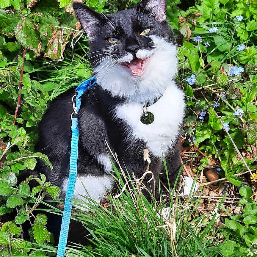 Milo