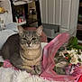 cat, gray_tabby, flower_bouquet, pink_wrapping, blanket, indoor, cozy, furniture, shelf, door, plant, pet, relaxed, fur, whiskers, home, resting, closeup, domestic_animal, comfortable