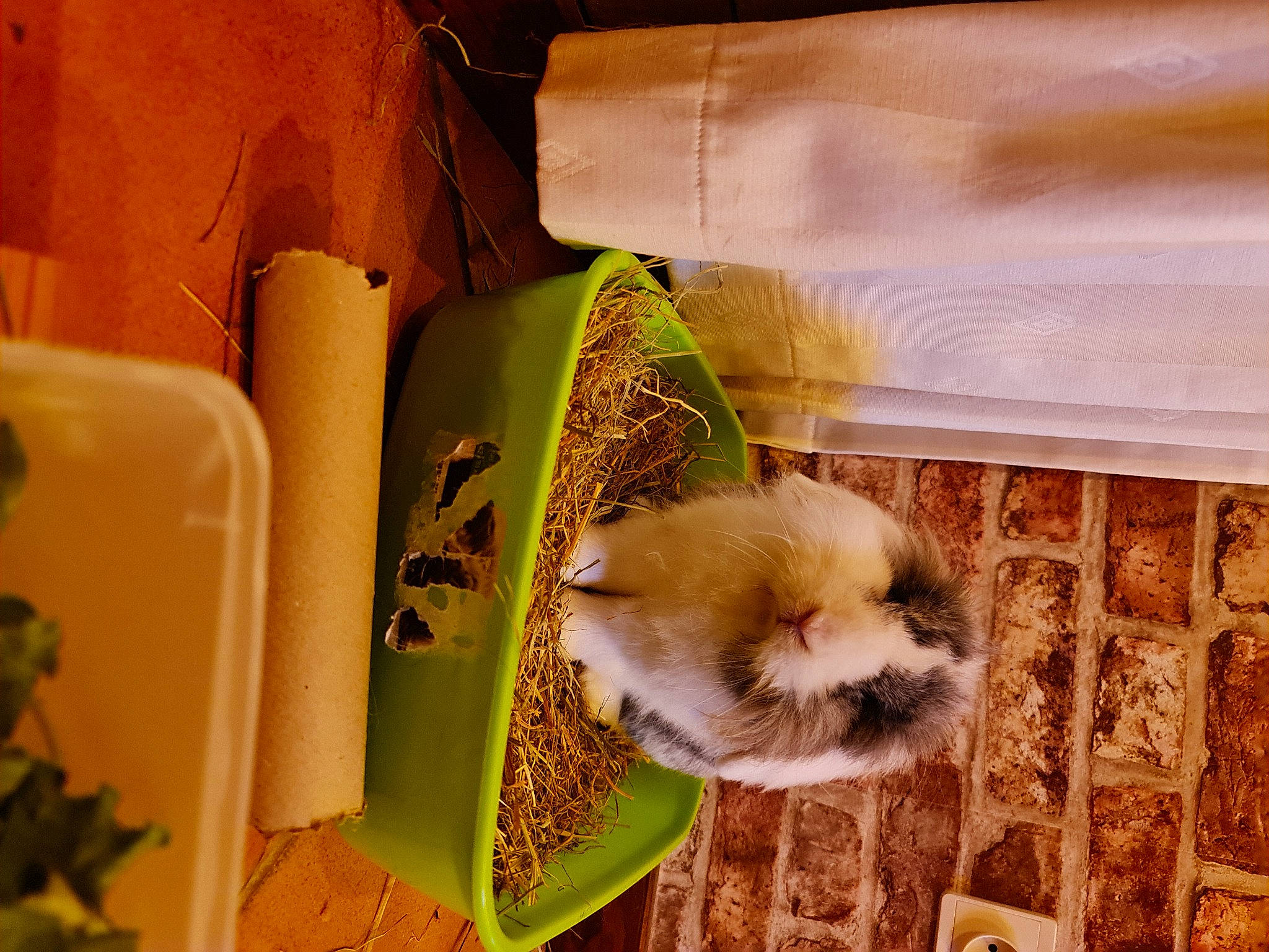 Harrie Cover participe au concours pour gagner de l'argent avec cette photo : basket, carnivore, companion_dog, dog, dog_breed, fawn, felidae, fur, herb, packing_materials, paper, paper_product, pet_supply, publication, recipe, small_to_medium_sized_cats, terrestrial_animal, toy_dog, whiskers, wood