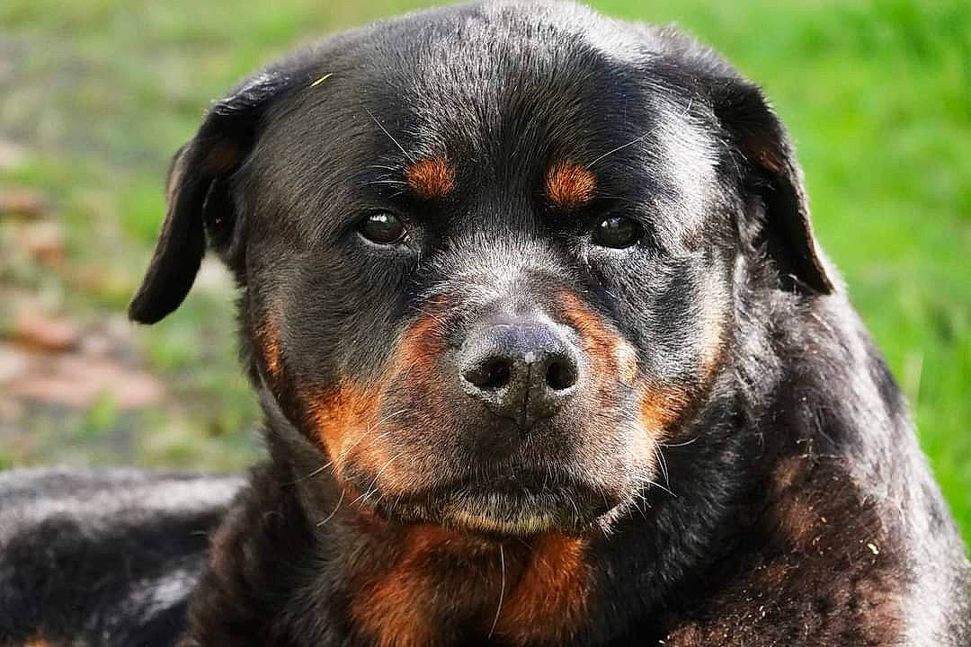 Pétrouchkaya participe au concours pour gagner de l'argent avec cette photo : canidae, carlin_pinscher, carnivore, companion_dog, dog, dog_breed, grass, guard_dog, hunting_dog, plant, rottweiler, sporting_group, terrestrial_animal, working_animal, working_dog