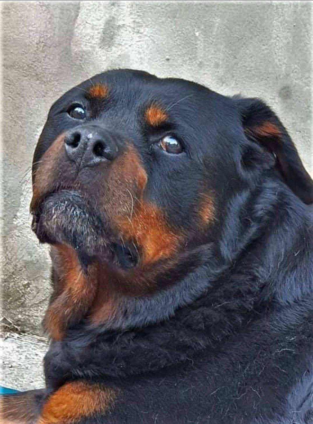Pétrouchkaya participe au concours pour gagner de l'argent avec cette photo : canidae, carnivore, companion_dog, dog, dog_breed, fur, guard_dog, hunting_dog, rottweiler, snout, sporting_group, terrestrial_animal, whiskers, working_animal, working_dog