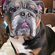 Maggie May is registered to the contest to win money with this photo: animal, bed, black, brown, bulldog, canine, close_up, cute, dog, ears, face, fan, front_legs, furniture, indoor, living_room, pet, portrait, tongue, white