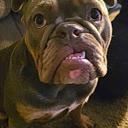 Mimi Jo is registered to the contest to win money with this photo: dog, bulldog, pet, portrait, close_up, indoor, carpet, couch, living_room, wrinkled_face, underbite, brown_coat, cute, eyes, nose, mouth, paws, sitting, furniture, animal