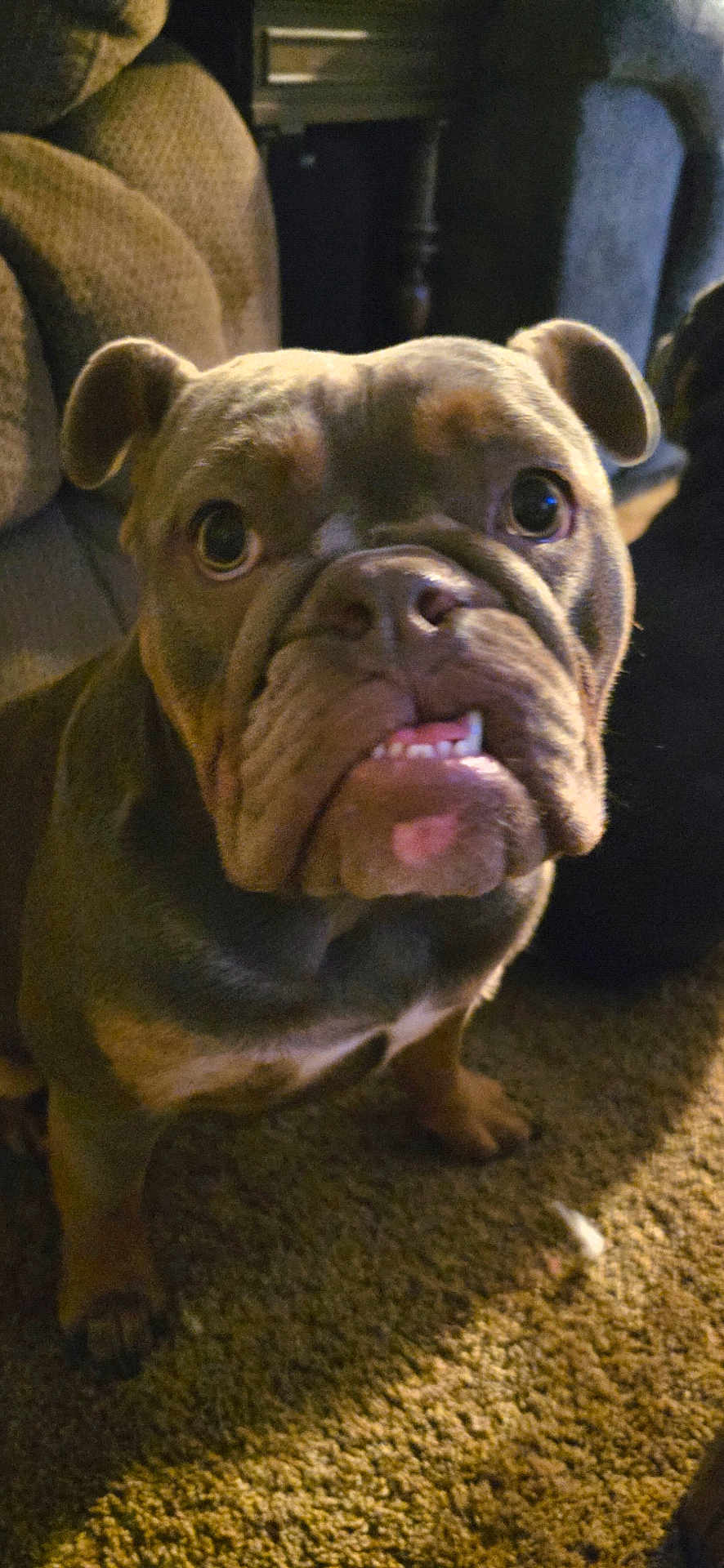 Mimi Jo is registered to the contest to win money with this photo: dog, bulldog, pet, portrait, close_up, indoor, carpet, couch, living_room, wrinkled_face, underbite, brown_coat, cute, eyes, nose, mouth, paws, sitting, furniture, animal