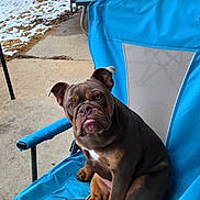Mimi Jo joined the competition — help win amazing prizes! animal, backyard, blue_chair, bulldog, chair, concrete, cute, daylight, dog, expression, fence, muddy, outdoor, patio, pet, puppy, sitting, snow, wheelbarrow, winter