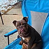 animal, backyard, blue_chair, bulldog, chair, concrete, cute, daylight, dog, expression, fence, muddy, outdoor, patio, pet, puppy, sitting, snow, wheelbarrow, winter