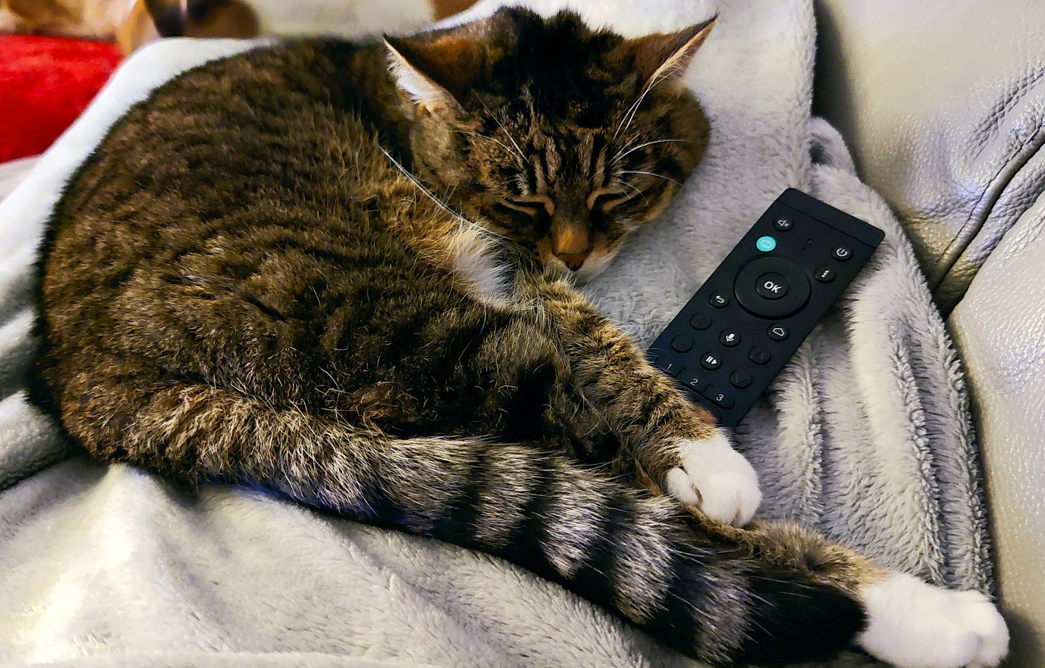 Kitty a rejoint le concours — aidez-le/la à gagner de superbes lots ! bed, bedding, carnivore, cat, claw, comfort, domestic_short_haired_cat, felidae, fur, linens, nap, paw, small_to_medium_sized_cats, snout, tail, tree, vertebrate, whiskers