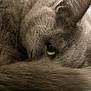 Pandora a rejoint le concours — aidez-le/la à gagner de superbes lots ! animal, cat, close_up, cozy, curled_up, cute, domestic_cat, eye, face, feline, fur, gray_cat, green_eye, mammal, pet, resting, sleeping, soft, tail, whiskers